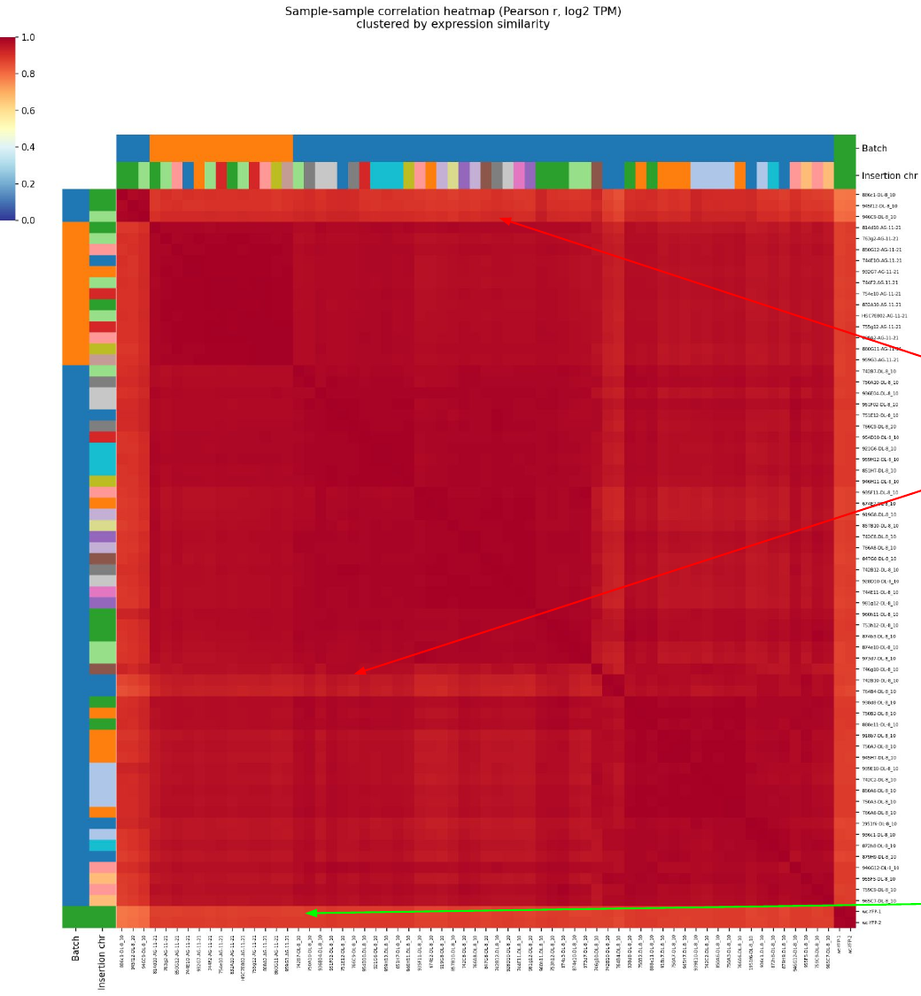 SnakeSeq